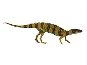 Thyreophora: Scutellosaurus dinosaur, side view on white background