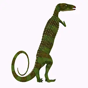 Thyreophora: Scutellosaurus dinosaur on white background