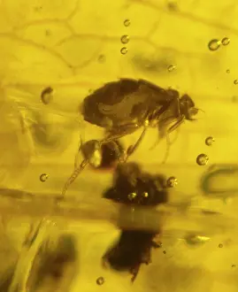 Scuttle: Scuttle fly in amber