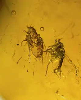 Scuttle: Scuttle fly in amber