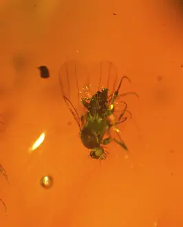 Scuttle: Scuttle fly in amber