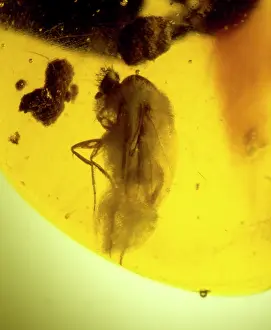 Scuttle: Scuttle fly in Dominican amber