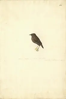Magellanicus: Scytalopus magellanicus, Magellanic tapaculo