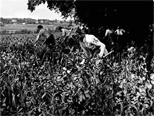 Scything: SCYTHING BEANS