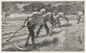 Scything: SCYTHING THE HAY