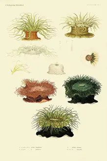 Varied: Sea Anemone