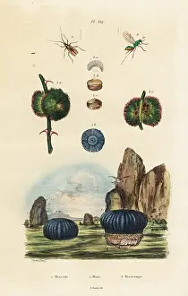 Adolph Fries: Sea anemone and insects