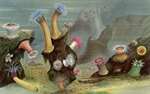 Lackerbauer: SEA ANEMONES/LACKERBAUER