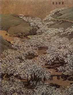 Plum: A Sea of Apricots and Plums