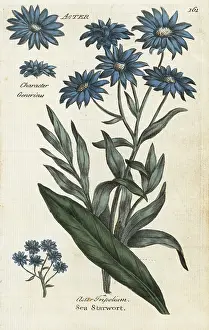 Aster: Sea aster, Aster tripolium