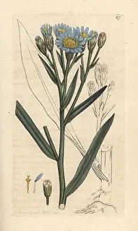 Subsp: Sea aster, Tripolium pannonicum subsp. tripolium