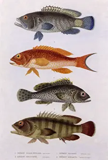 Coloring: Sea Bass