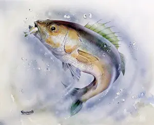 Gills: A Sea Bass catching whitebait