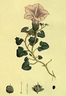 Sowerby: Sea Bindweed