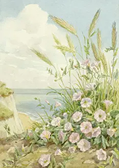 Bindweed: Sea Bindweed growing in a coastal setting
