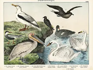 Naturgeschichte Des Tierreichs: Sea birds