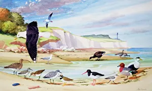 Waders: Sea Birds