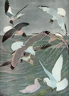 Sabine: Sea Birds