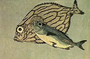 Bream: Sea Bream and Saurel, by Hokusai
