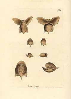Tridentata: Sea butterfly, Cavolinia tridentata
