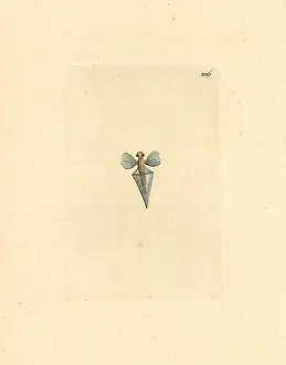 Clio: Sea butterfly, Clio pyramidata