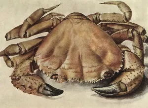 Durer: Sea Crab, by Durer