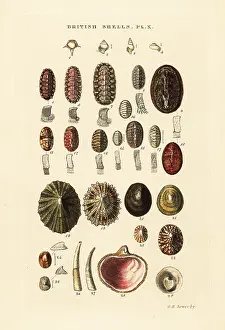 Limpet: Sea cradles or coat-of-mail shells, etc