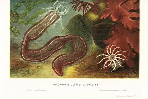 Le Monde De La Mer: Sea cucumber, bladderwrack and algae