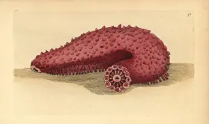 Cucumber: Sea cucumber, Parastichopus tremulus