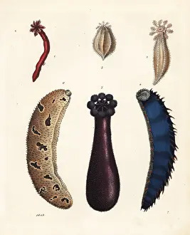 Cucumber: Sea cucumbers
