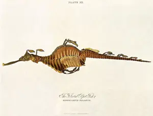 Leafy: Sea Dragon