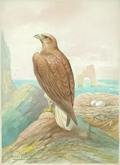Rankin: Sea Eagle