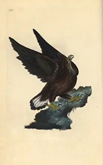 Haliaeetus: Sea eagle, Haliaeetus albicilla