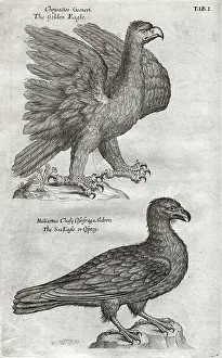 Osprey: The Sea-Eagle or Osprey