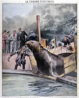 Marino: SEA ELEPHANT AT ROME
