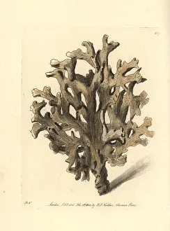 Millepora: Sea ginger, Millepora alcicornis