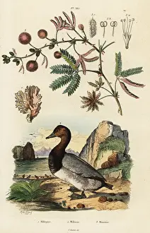 Du Casse: Sea ginger, pochard and sensitive plant