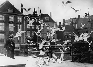 Crumbs: Sea gulls in The Hague