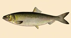 Shoals: Sea Herring