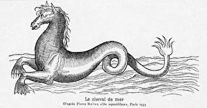 Seahorse: Sea-horse