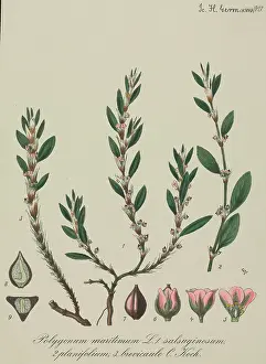 Gottlieb: Sea knotgrass, Polygonum maritimum