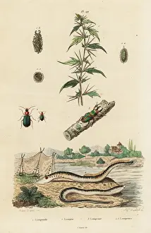 August Dumenil: Sea lamprey and beetles