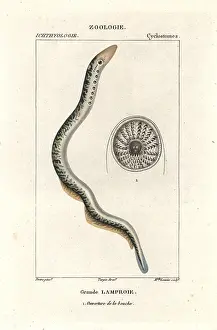 Antidote: Sea lamprey, Petromyzon marinus
