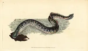 Marinus: Sea lamprey, Petromyzon marinus