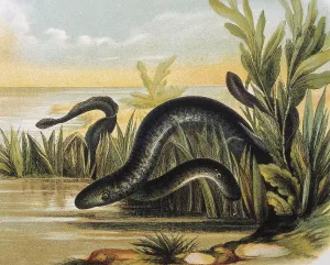Chordate: Sea lampreys. Engraving after a drawing by a