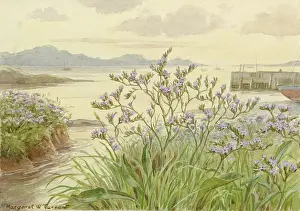 Limonium: Sea Lavender in coastal setting