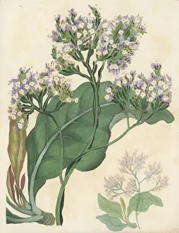 Volume 4: Sea lavender, Limonium arboreum