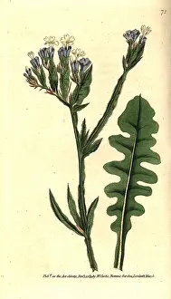 Thrift: Sea lavender, Limonium sinuatum