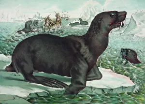 C1874: The sea lion