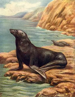 Sunning: Sea Lion